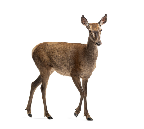 Doe walking, Female red deer isolated on white - Photo, Image