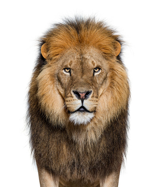 Портрет дорослого лева, що дивиться на камеру, Пантера лео, ізольований на білому. - Фото, зображення
