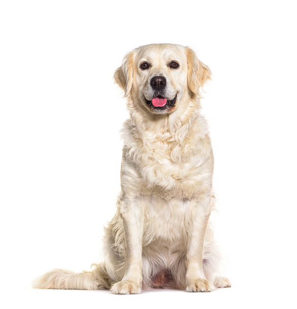 Golden retriever panting, sitting in front and looking at tha camera, isolated on white - Fotó, kép