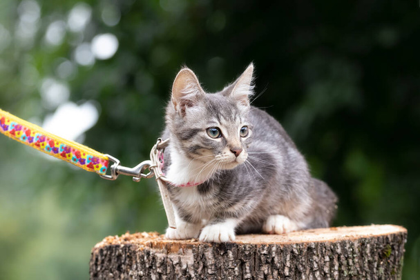 A cute little kitten in a collar with a leash walks on the street.The concept of safe walking cats. - Fotografie, Obrázek
