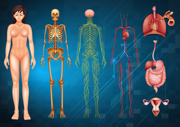 Συστήματα ανθρώπινου σώματος - Διάνυσμα, εικόνα