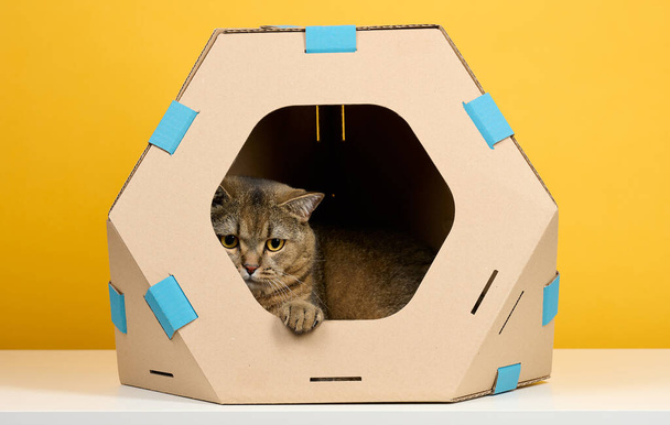 Взрослый прямой шотландский кот сидит в коричневом картонном домике для игр и отдыха на желтом фоне - Фото, изображение
