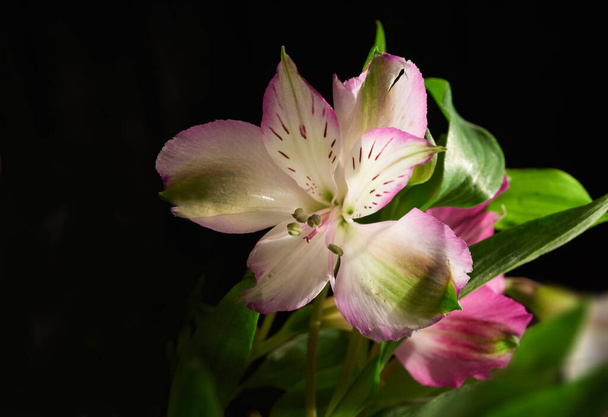 Beautiful flower - dark background. - Foto, Imagem