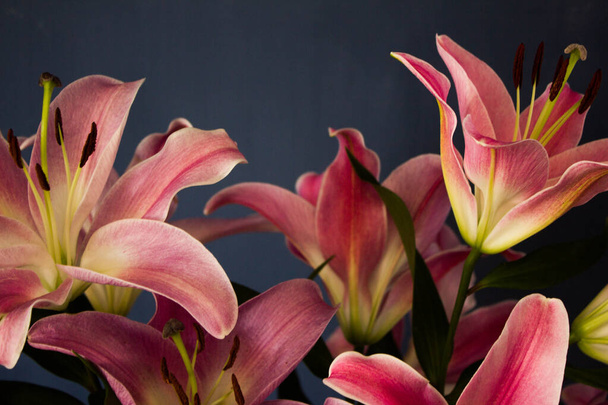 Beautiful bouquet of flowers. Lilies on a dark background. Background. Texture. - Foto, immagini