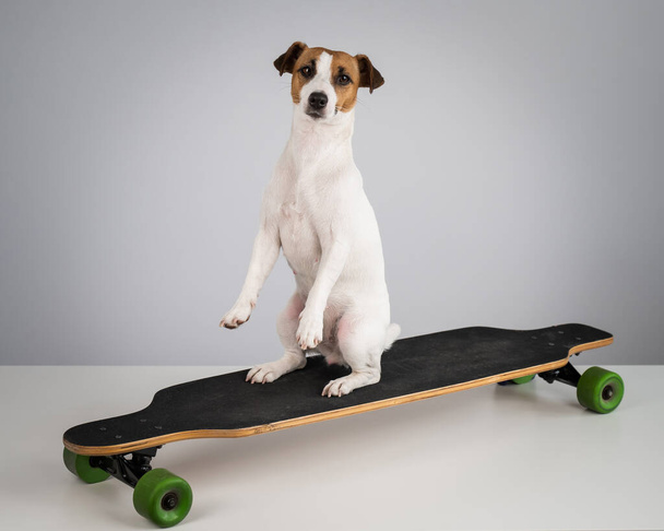 Dog jack russell terrier posing on a longboard in front of a white background - 写真・画像