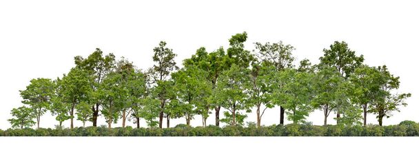Zielone drzewa odizolowane na białym tle.are Las i liści w lecie zarówno dla druku i stron internetowych ze ścieżką cięcia i kanał alfa  - Zdjęcie, obraz