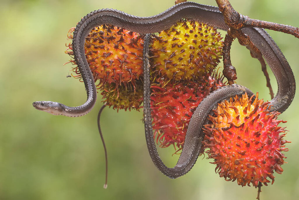 A dragon snake is looking for prey on a branch of a rambutan tree filled with fruit. This reptile has the scientific name Xenodermus javanicus. - 写真・画像
