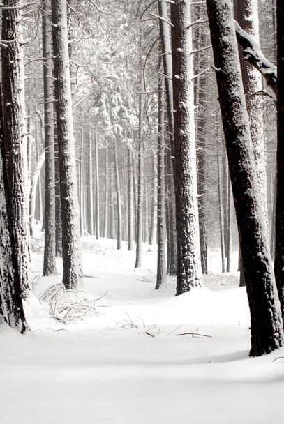 ヨセミテ国立公園内に覆われた松を雪します。 - 写真・画像
