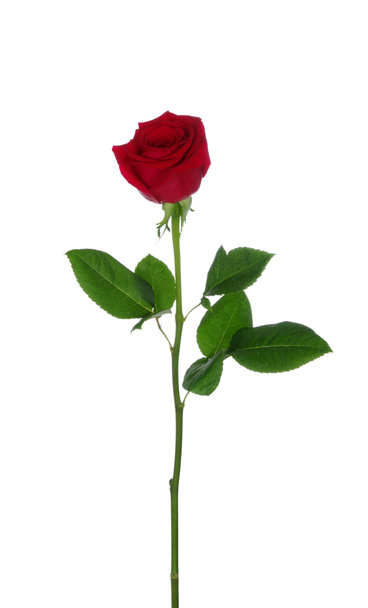 Rode roos  - Foto, afbeelding