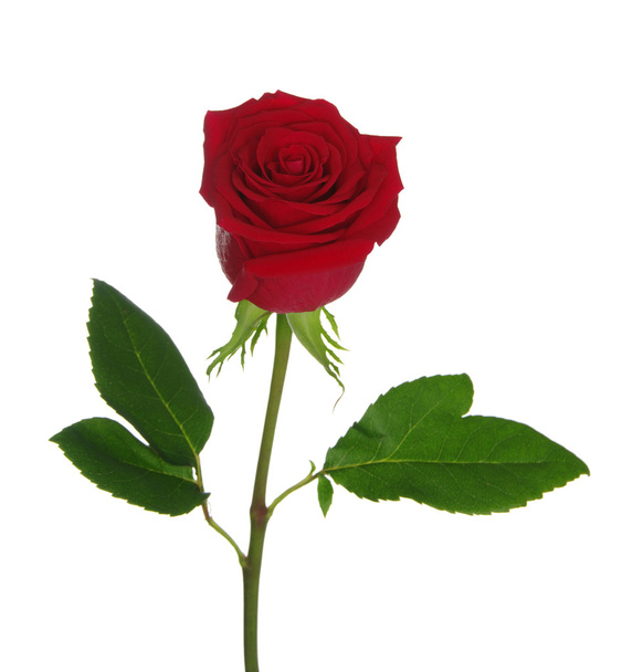 Rosa vermelha  - Foto, Imagem