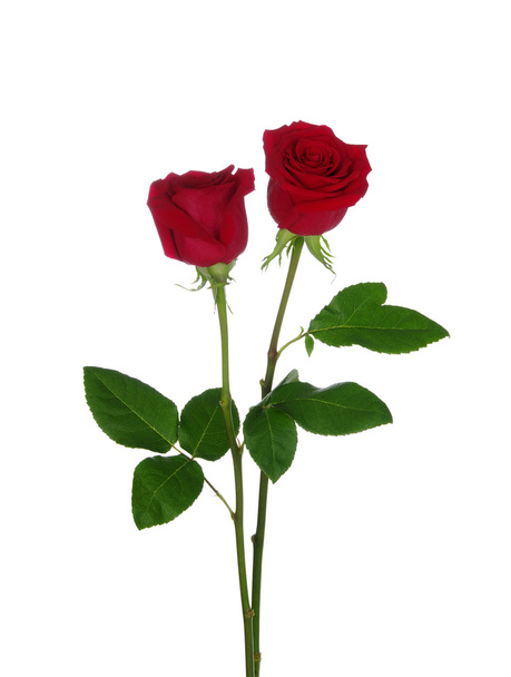 duas rosas vermelhas
  - Foto, Imagem