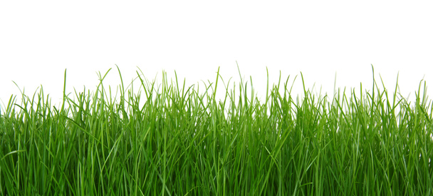 Hierba verde sobre fondo blanco  - Foto, Imagen