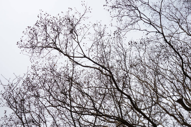 In the harsh winter, the branches of the forest trees fluttering in the cloudy sky - Foto, Bild