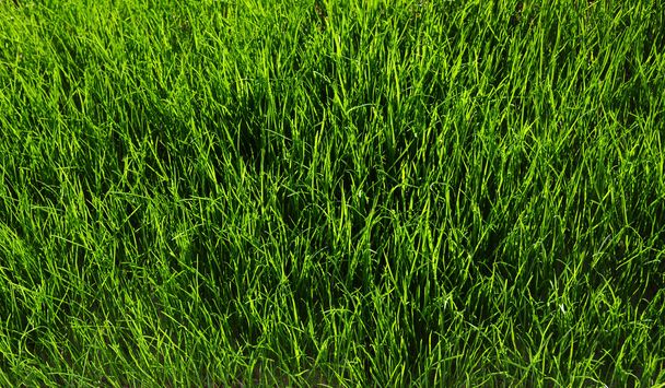  çimen arkaplanı  - Fotoğraf, Görsel