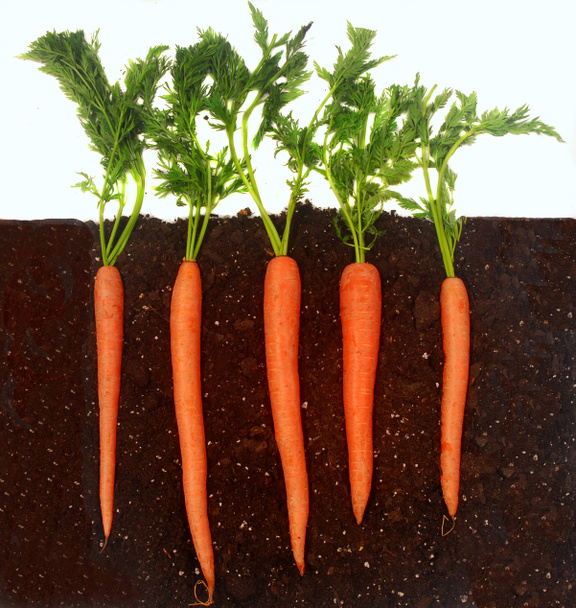 καρότα, αυξάνεται στο έδαφος - Φωτογραφία, εικόνα