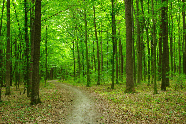  green forest - Фото, изображение