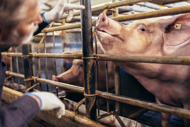Veterinarian in the pig farm checking on the pig's health - Zdjęcie, obraz