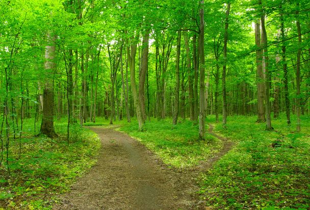  Bosque verde
 - Foto, Imagen