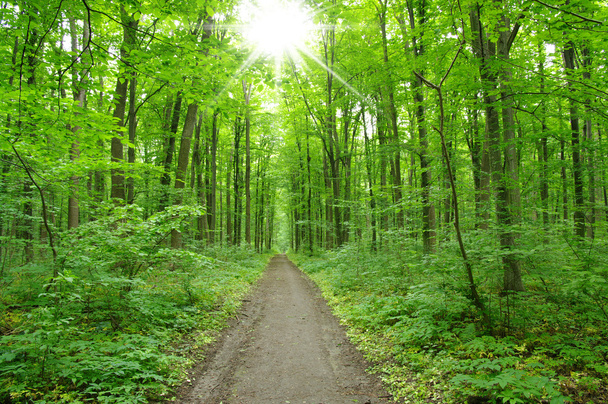  зелений ліс
 - Фото, зображення