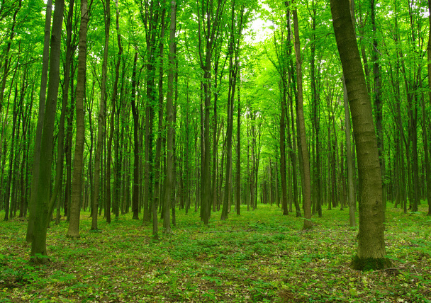  Лес весной
 - Фото, изображение