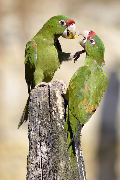 Mitred papagáj a faoszlop - Fotó, kép