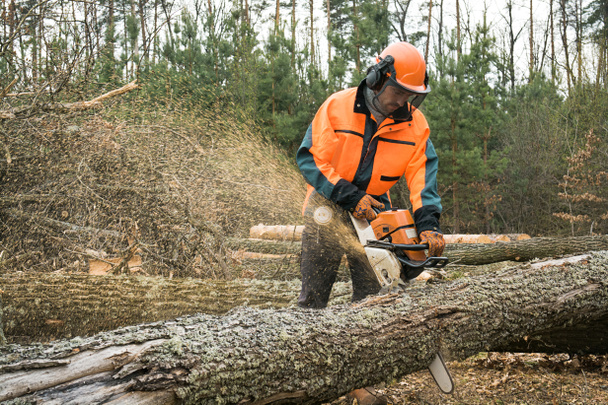 Bosbouw werknemer met chainsaw is een logboek zagen. Proces van loggen - Foto, afbeelding