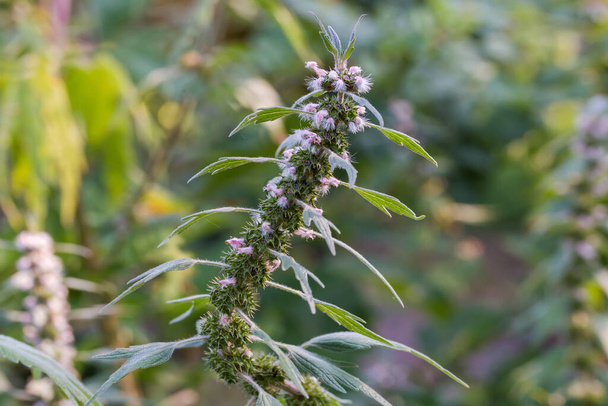 Top part of the stem of flowering motherwort of the species Leonurus quinquelobatus or Five-lobed motherwort close-up on a blurred background - Photo, Image