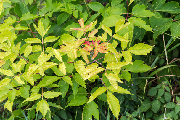 Νεαρά δέντρα του Acer negundo, επίσης γνωστή ως τέφρα-φύλλα σφενδάμου μεταξύ του χόρτου - Φωτογραφία, εικόνα