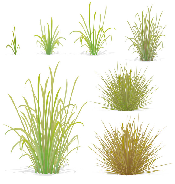 various tufts of grass elements - Vector, Image