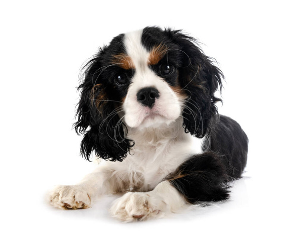 puppy cavalier koning Charles in de voorkant van witte achtergrond - Foto, afbeelding