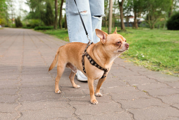 Owner walking with her chihuahua dog in park, closeup - Фото, изображение