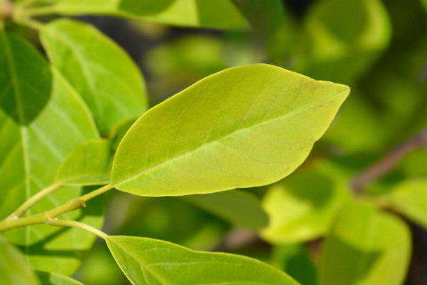 Magnolia Sunsation leaves - Latin name - Magnolia Sunsation - 写真・画像