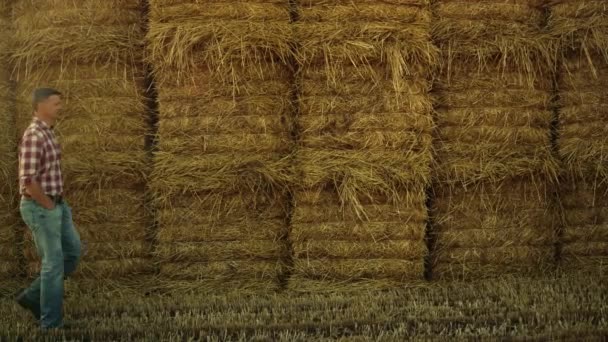 Farmer walking hay stack at agricultural farmland. Worker inspecting rolls pile at countryside. Agribusiness owner manager going check haystack after autumn harvesting season. Rural lifestyle concept - Footage, Video