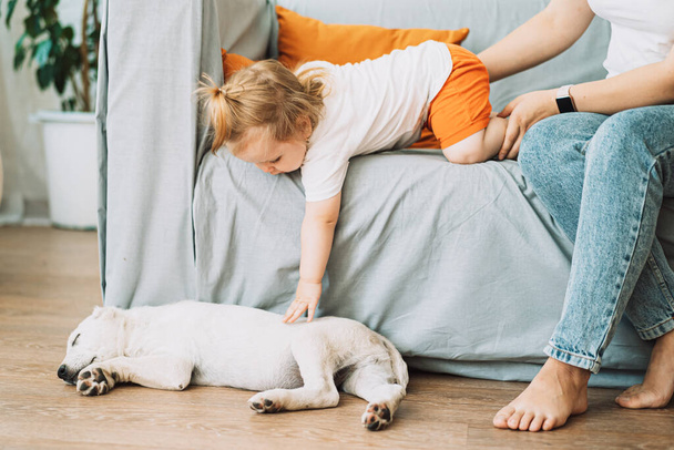 Little girl on the couch trying to pet a puppy lying on the floor. - 写真・画像