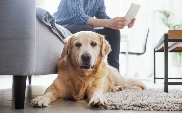 Dog lying down at home, his owner is sitting on the couch watching the tablet and ignoring him - Foto, afbeelding