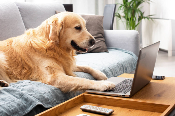 Funny cute dog lying on the sofa at home and using the laptop, pets and technology concept - Foto, Bild