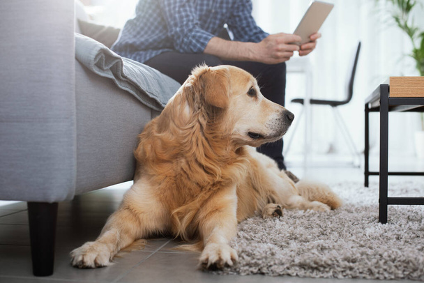 Dog lying down at home, his owner is sitting on the couch watching the tablet and ignoring him - Φωτογραφία, εικόνα