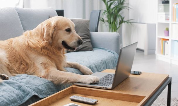 Funny cute dog lying on the sofa at home and using the laptop, pets and technology concept - Fotografie, Obrázek