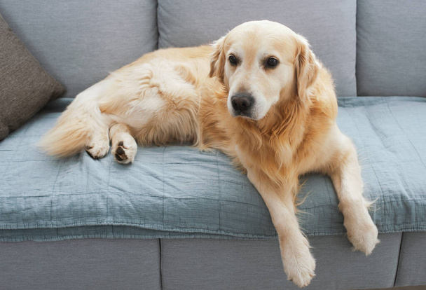 Cute lovely dog lying down and relaxing on the couch at home, pet lifestyle - Foto, afbeelding