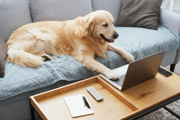 Funny cute dog lying on the sofa at home and watching the laptop screen, pets and technology concept - Photo, image