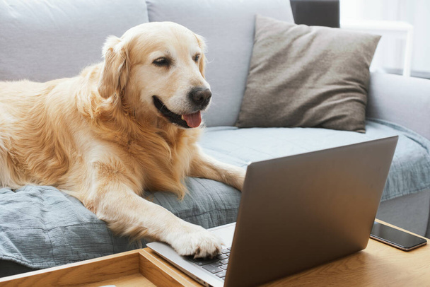 Funny cute dog lying on the sofa at home and using the laptop, pets and technology concept - Fotó, kép