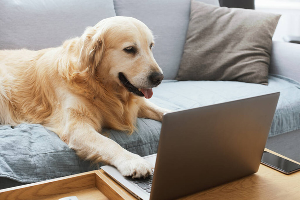 Funny cute dog lying on the sofa at home and using the laptop, pets and technology concept - Фото, зображення