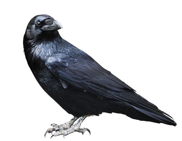 Corbeau noir
. - Photo, image