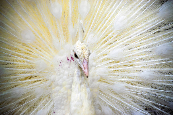 White peacock with feathers out - Φωτογραφία, εικόνα