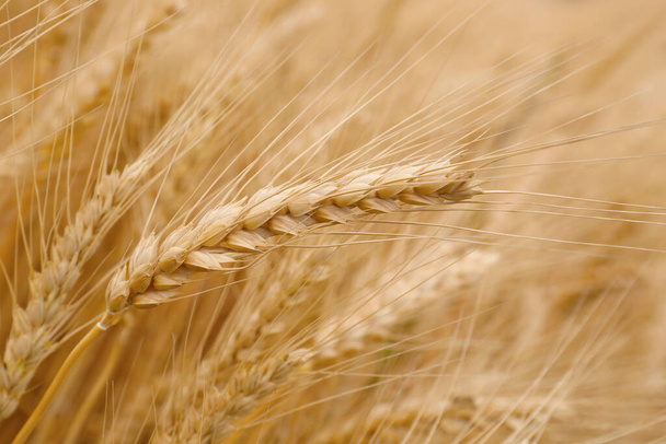 Beautiful ripe wheat spikes in agricultural field - Fotografie, Obrázek