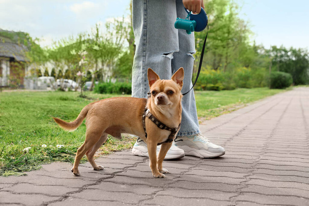 Owner walking with her chihuahua dog in park, closeup - Fotó, kép