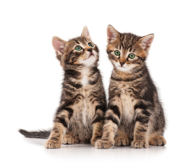 Cute kittens - Zdjęcie, obraz