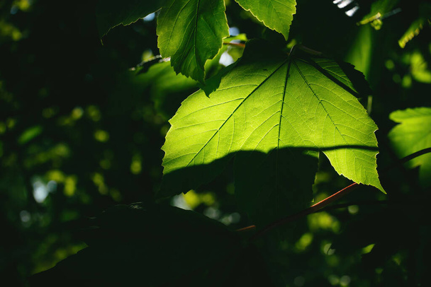 Весняний зелений лист в дереві, освітлений теплим барвистим сонцем
 - Фото, зображення
