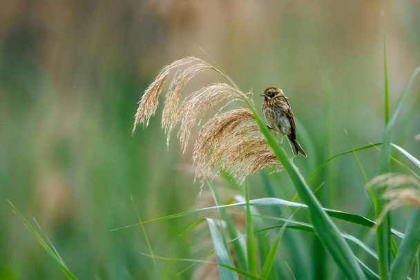 a common reed bunting bird in the reed - Photo, Image