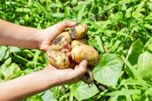 Harvest potatoes in childrens hands. Freshly dug potatoes. Young potatoes. High quality photo - Photo, Image